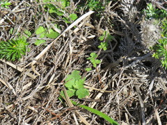 Anisodontea scabrosa