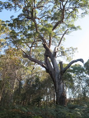 Eucalyptus microcorys