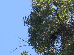 Eucalyptus microcorys