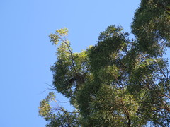 Eucalyptus microcorys