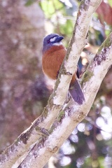 Hapaloptila castanea