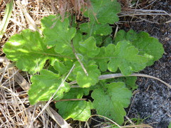 Senecio subcanescens