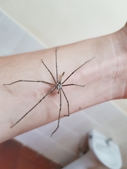 Euprosthenops biguttatus