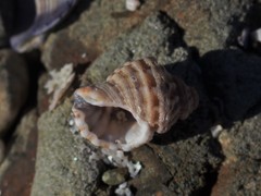 Turritriton labiosus