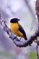 Anisognathus notabilis