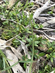 Opercularia ovata