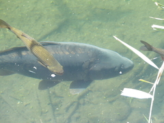 Cyprinus carpio carpio