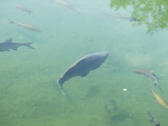 Cyprinus carpio carpio