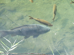 Cyprinus carpio carpio