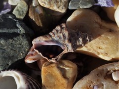 Phycothais reticulata