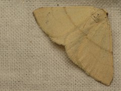 Adactylotis gesticularia