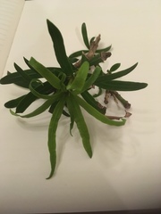 Podocarpus macrophyllus