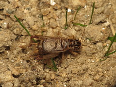 Eugryllodes escalerae