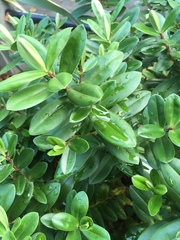 Ligustrum japonicum