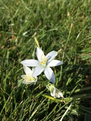 Ornithogalum