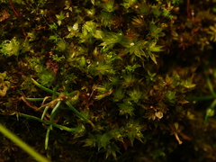 Ptychostomum moravicum