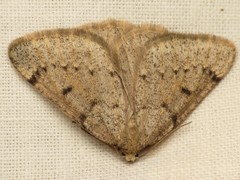 Dasypteroma thaumasia