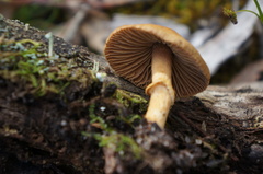 Galerina patagonica