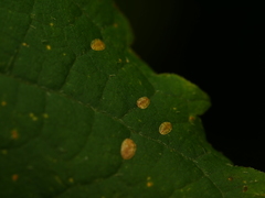 Pulvinaria hydrangeae