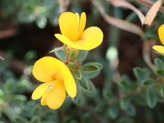 Pultenaea maritima