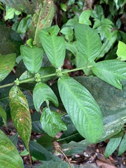 Urophyllum streptopodium