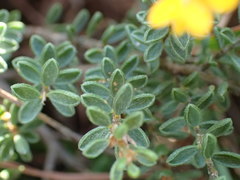 Pultenaea maritima