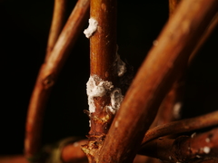 Pulvinaria hydrangeae