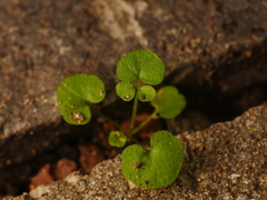 Cardamine hirsuta