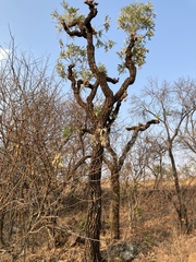 Cussonia transvaalensis