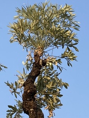 Cussonia transvaalensis