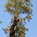 Grey Cabbagetree - Photo (c) David Hoare, some rights reserved (CC BY-NC), uploaded by David Hoare