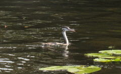 Podiceps cristatus