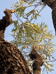 Cussonia transvaalensis