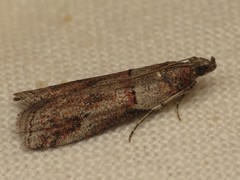 Acrobasis bithynella