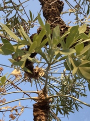 Cussonia transvaalensis