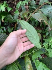 Urophyllum streptopodium