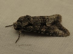 Dryobotodes monochroma