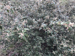 Pomaderris prunifolia