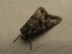 Dryobotodes monochroma