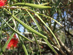 Melaleuca linearis linearis