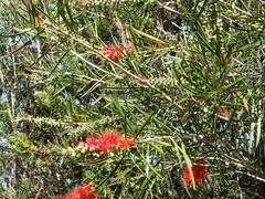Melaleuca linearis linearis