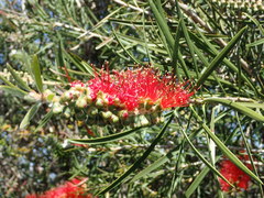 Melaleuca linearis linearis