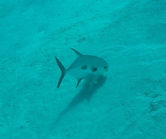 Trachinotus falcatus