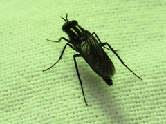 Thereva albovittata