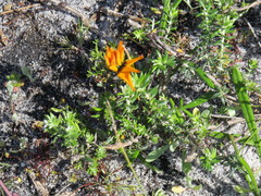 Gazania pectinata