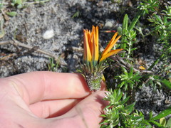 Gazania pectinata
