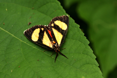 Phaegorista agaristoides