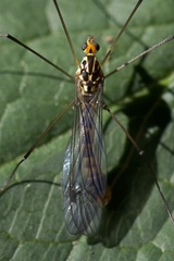 Nephrotoma flavipalpis