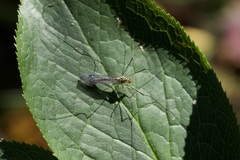 Nephrotoma flavipalpis