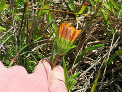 Gazania pectinata